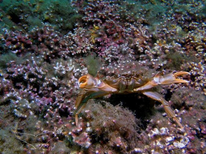 Maërl Beds in the Fal Estuary with Harbour crab - Liocarcinus depurator