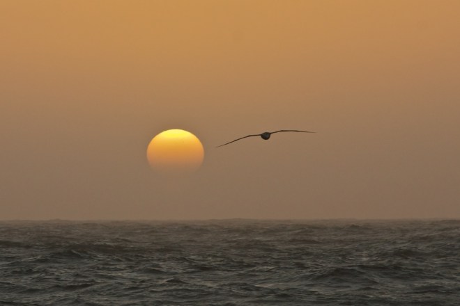 Albatross in the sunset