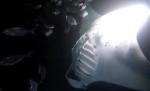 manta rays