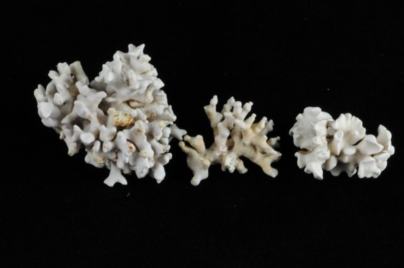 Lithophyllum fasciculatum