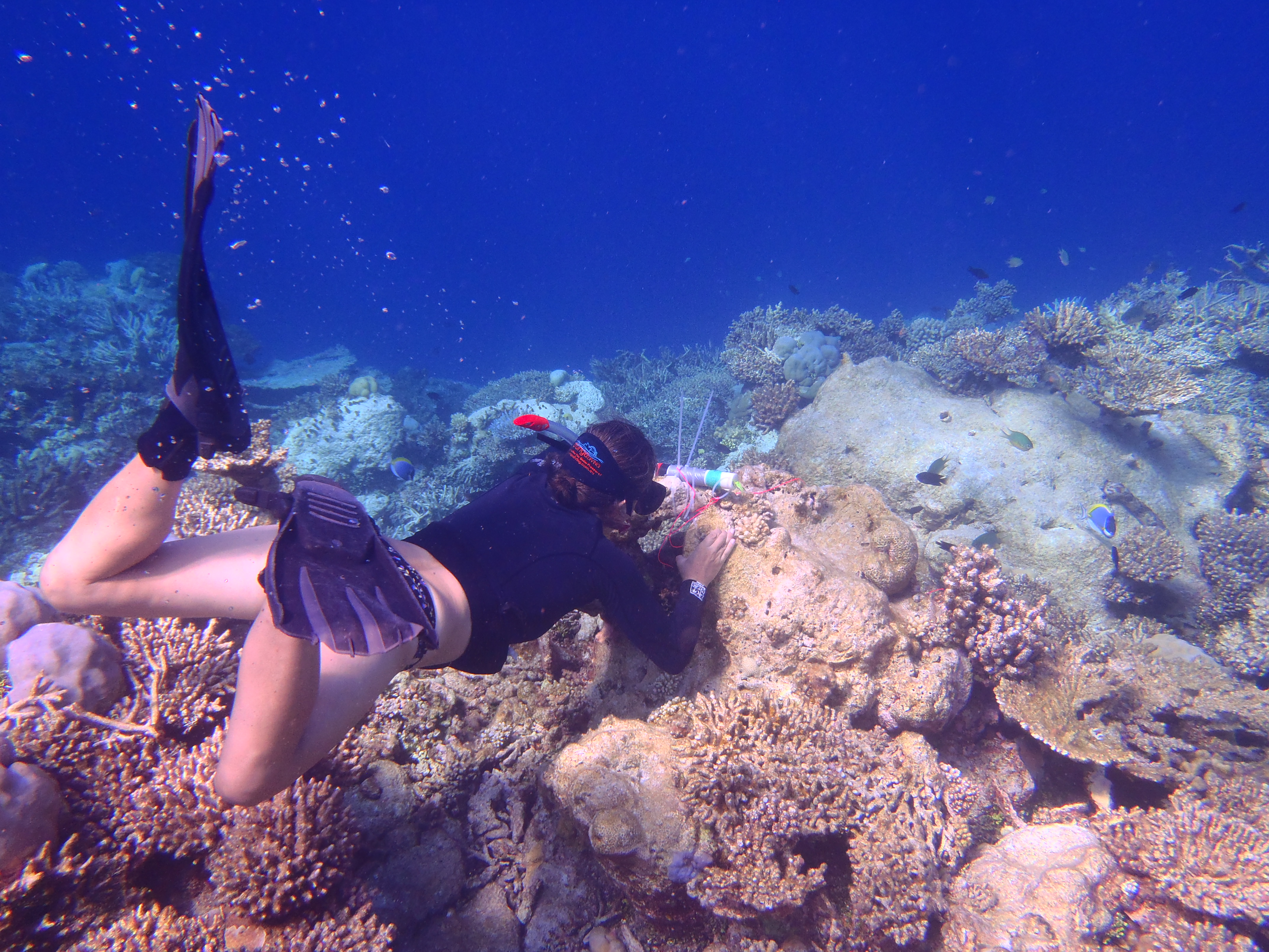 Ana-Vila-Concejo-in-the-Maldives-credit-Tracey Turner-Auckland University.JPG